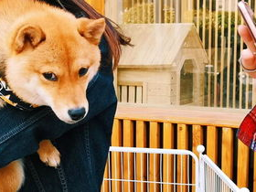 养狗达人揭秘：她模仿狗狗技能，学得惟妙惟肖