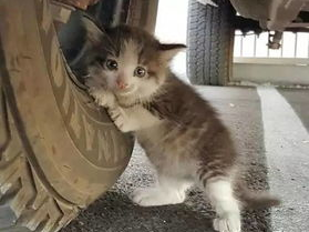 小猫误入流浪行列，绝育手术见证成长与转变