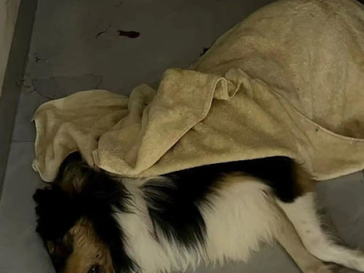 武汉宠物狗中毒案立案侦查：三命悬一线，真相追踪